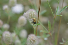 Labidostomis longimana