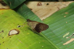 Calpodes esperi esperi