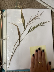 Urochloa panicoides