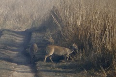 Axis porcinus porcinus