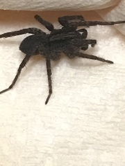 Trochosa sepulchralis