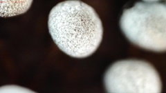 Physarum leucophaeum