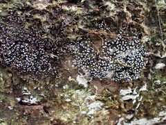 Physarum leucophaeum