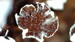 Physarum leucophaeum