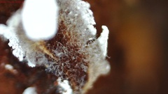 Physarum leucophaeum