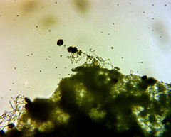 Physarum leucophaeum