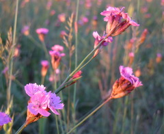 Dianthus pontederae