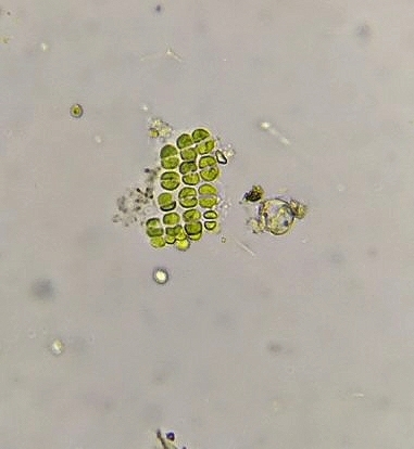 Dispora crucigenioides