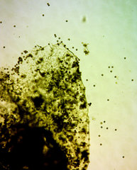 Physarum leucophaeum