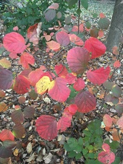 Fothergilla gardenii