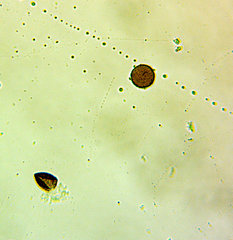 Physarum leucophaeum