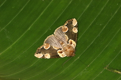 Thyatira mexicana