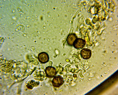 Physarum leucophaeum