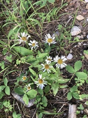 Erigeron arizonicus