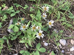 Erigeron arizonicus