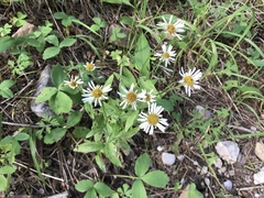 Erigeron arizonicus