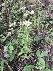 Erigeron arizonicus
