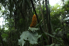 Renealmia (Renealmia)