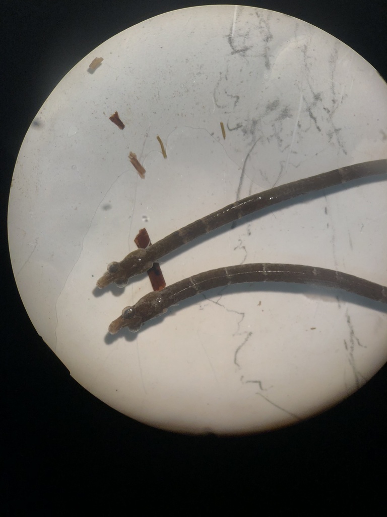 Caribbean Pipefish (Syngnathus caribbaeus) — Syngnathidae