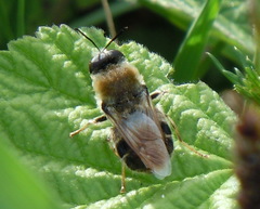 Stratiomys longicornis