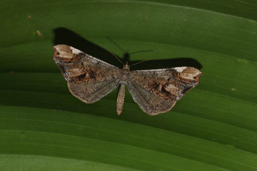 Macrosoma cascaria