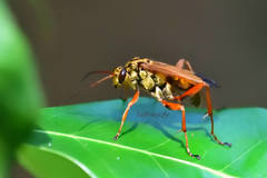 Macromerella honesta