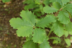 Quercus macranthera