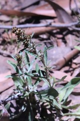 Gamochaeta calviceps