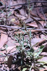 Gamochaeta calviceps