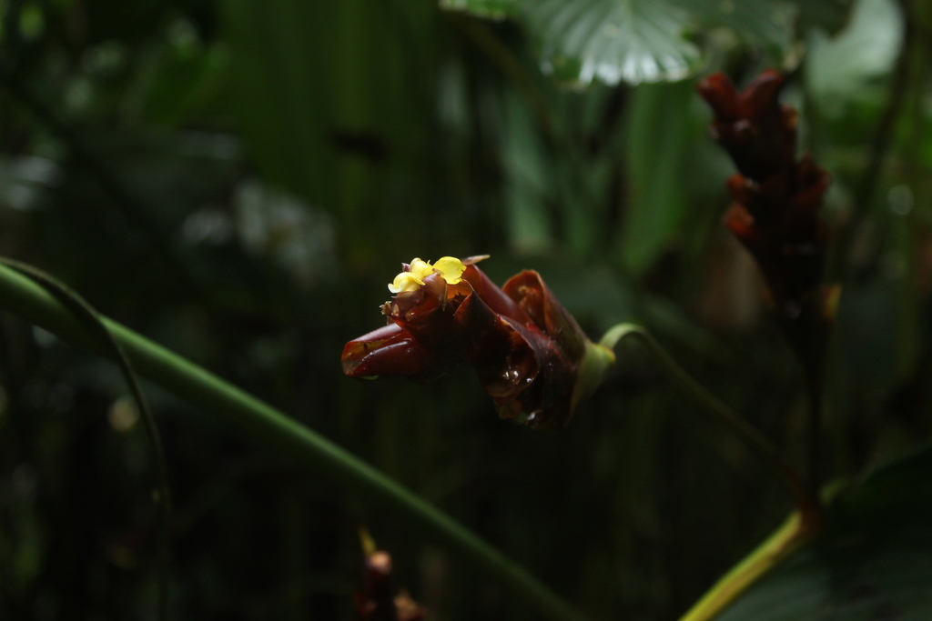 Pampano (Calathea lutea)