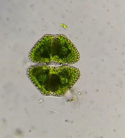 Cosmarium