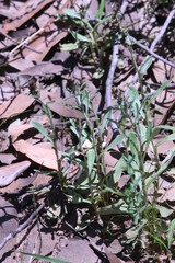 Gamochaeta calviceps