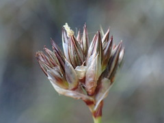 Juncus longistylis