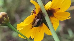 Calligrapha californica