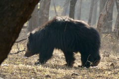 Melursus ursinus ursinus