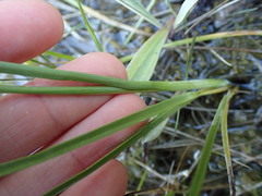Juncus longistylis