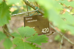 Quercus macranthera
