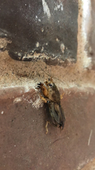 Neoscapteriscus vicinus