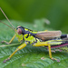 Long-winged Mountain Grasshopper - Photo (c) djhiker, some rights reserved (CC BY-NC), uploaded by djhiker