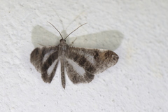 Macrosoma heliconiaria