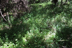 Didymodoxa capensis capensis