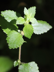 Didymodoxa capensis capensis