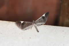 Macrosoma heliconiaria