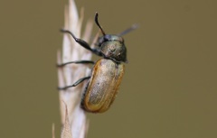 Labidostomis longimana