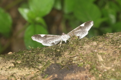 Macrosoma heliconiaria