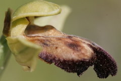 Ophrys fusca iricolor