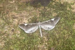 Macrosoma heliconiaria