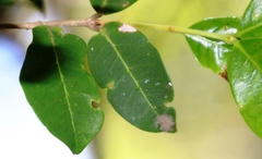 Chionanthus foveolatus
