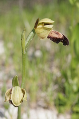 Ophrys fusca iricolor