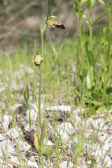 Ophrys fusca iricolor